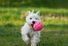 westie-charlotte-daycare